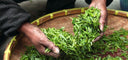 Have Tea, Will Travel - Teaspressa